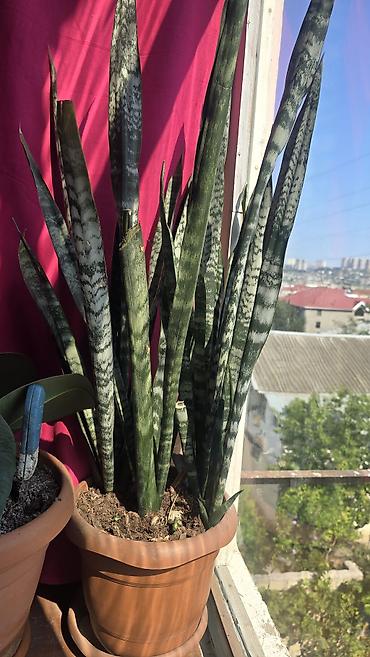 ucuz gul: Bitki: Sansevieria trifasciata (Qayın diləyi, “Snake Plant”) Tip — 3