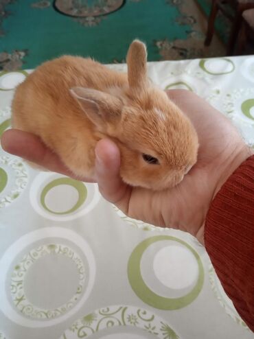 Dovşanlar: Ev dovşanı balaları satılır. Karlik(cırtdan) cinsi. Sağlam və — 2