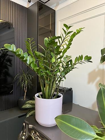 Диффенбахии: Комнатные растения в декоративных горшках - Диффенбахия крупнолистная — 17