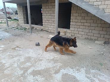 zvanok iti satilir: Alman çoban iti, 2 il, Erkək — 3