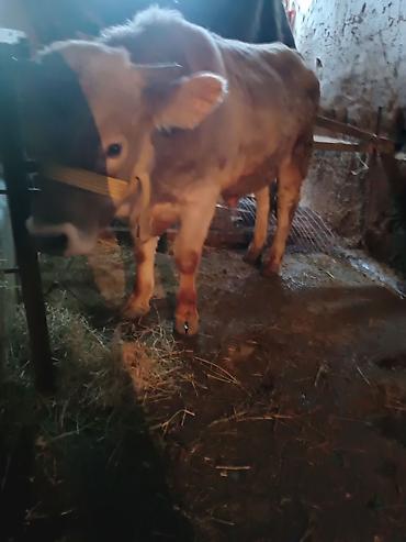 Коровы, быки: Продаю | Бык (самец) | Швицкая — 8