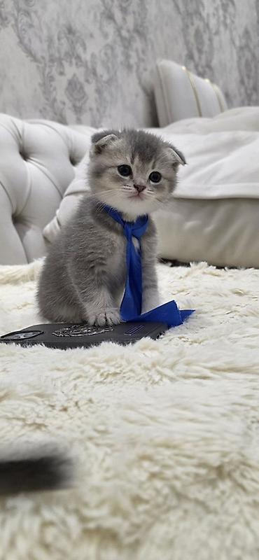 Pişiklər: Şotland, Erkək — 1