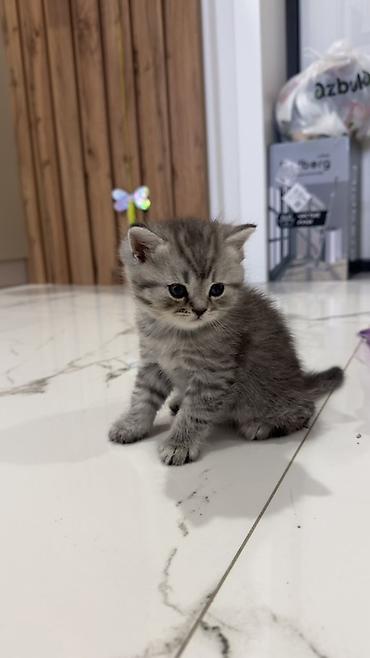 Продажа кошек: Три кошки и один кот Породистые котята серебристого окраса — 11