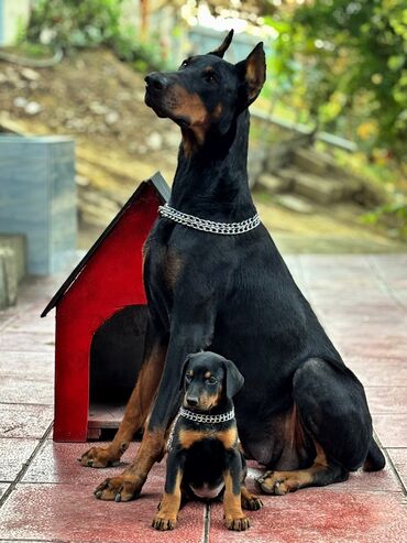 dişi it: Doberman, 1 ay, Erkek