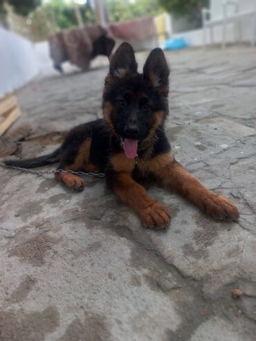 rottweiler satış: Alman çoban iti, 4 ay, Dişi