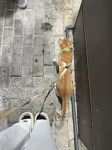 pişik tasma: Sari pisik sahiblendirilir ev pisiyidir heyet evindede saxlamaq olar — 4