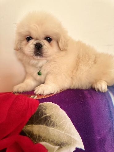 İtlər: Pekines, 1 ay, Erkek — 9