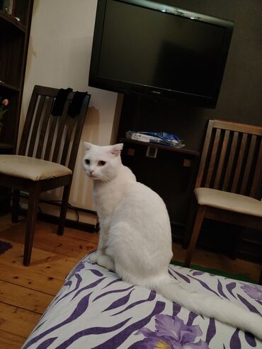 Pişiklər: Şotland yastı qulaq, Erkək, Yaxşı əllərə, Ünvandan götürmə — 14