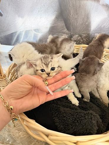 Pişiklər: Britan — 10