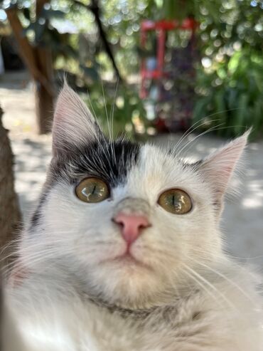 купить домик для кошки недорого: Котята в хорошие руки