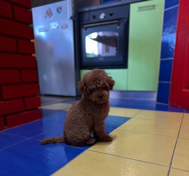 Psi: Nasa odgajivacnica se nalazi u Indjiji i bavimo se uzgojom pasa 15 — 1