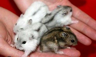 Хомяки: Джунгарские хомячки разных расцветок. Так же есть и сирийские хомячки — 7