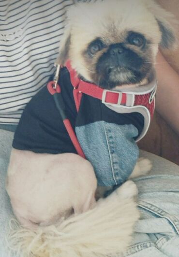 coban iti satiram: Pekines, 2 il, Erkek