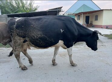 отдам сабаку: Продаю | Корова (самка) | Голштин | На откорм, На забой, Для разведения