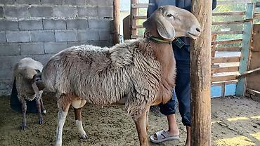 арабский ат: Продаю | Баран (самец) — 1