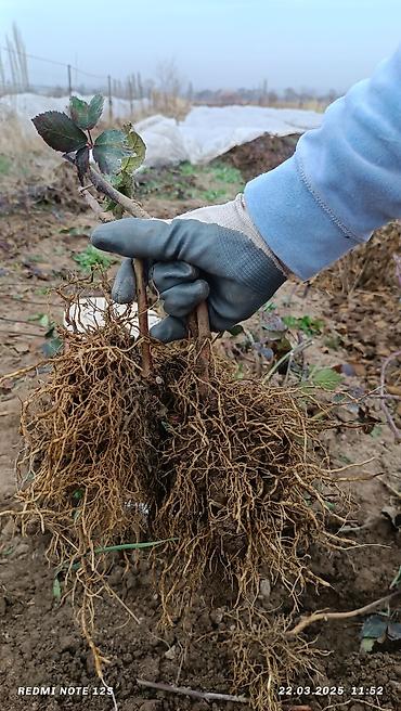 Ежевика: Ежомалина. Сорт ЛОХНЕСС. Адрес: Совхоз Ала-Тоо 50 сом шт at lalafo.kg — 9 Ежевика: Ежомалина. Сорт ЛОХНЕСС. Адрес: Совхоз Ала-Тоо 50 сом шт — 9