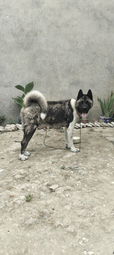 çoban iti satisi: Akita-inu, 1 il, Dişi