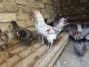 balaca ag itler: Xoruz, il: 1, Ünvandan götürmə — 1