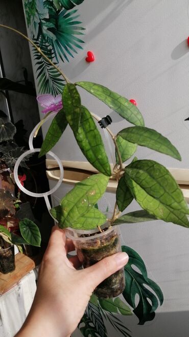 Эпипремнумы и сциндапсусы: Комнатные лианы и ароиды — укоренённые черенки в стаканчиках. В — 6