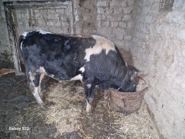 Dana, buzov: Satlıq: qaramal – erkək buzov/ dana - Növ: ətlik istiqamətli qarışıq — 3