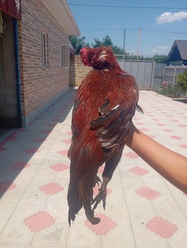 Xoruzlar: Salam her bir kəsə bu xoruz heyrati cinsi das pipk heyvanidi çox əla — 2