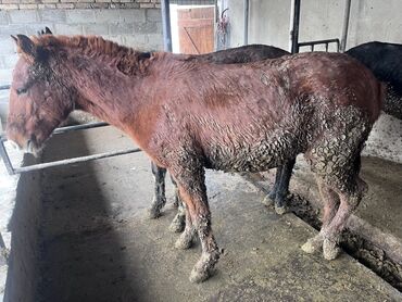 щенки охотничьих собак: Продаю | Конь (самец)