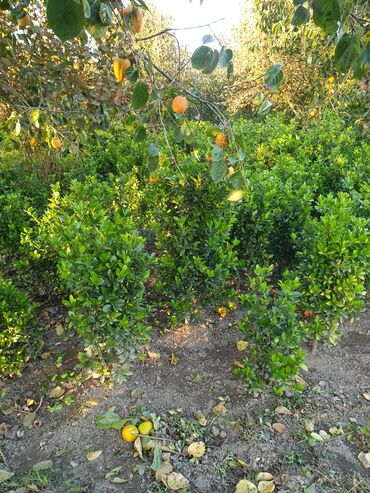 Çöl bitkiləri: Hedc üçün həmişəyaşıl dekorativ kollar boyu 100 və cm120 3azn — 2