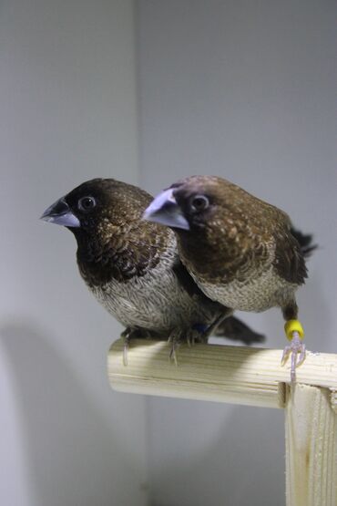 Amadinlər: Amadin quslari saglam ve hazir quslardir. cüt veya tek satilir. qiymet — 9