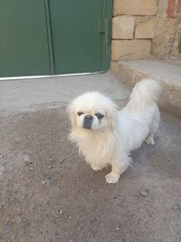 it ucun qefes: Pekines, Ünvandan götürmə