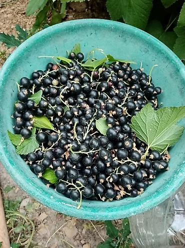 Другие услуги: Продаётся саженцы 2-3 летки чёрной смородины Титания, красной — 4