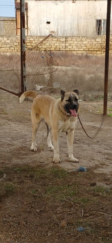 İtlər: Qurdbasar, 11 ay, Erkek, Peyvəndli, Ödənişli çatdırılma -da lalafo.az — 12 İtlər: Qurdbasar, 11 ay, Erkek, Peyvəndli, Ödənişli çatdırılma — 12