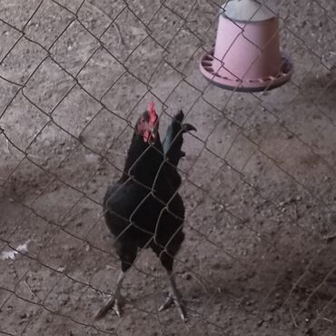 Xoruzlar: Xoruzlar satılır — 5