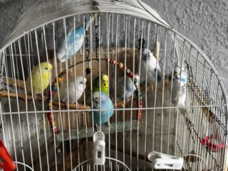 Tutuquşları: 8 ədəddir 4 dişi 4 erkək tək olan yoxdu hamısı cütdü — 6