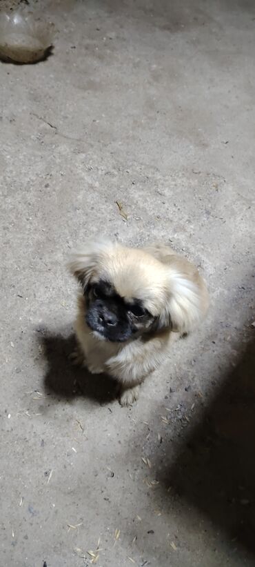 İtlər: Pekines, 8 ay, Dişi, Peyvəndli, Ünvandan götürmə, Ödənişli çatdırılma