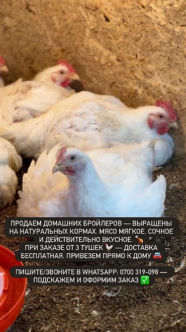 Бройлер: Продаем домашних бройлеров — выращены на натуральных кормах с особым — 1