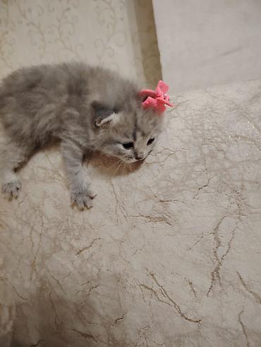 Pişiklər: Şotland -da lalafo.az — 7 Pişiklər: Şotland — 7