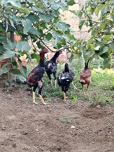 Kənd təsərrüfatı quşları: Toyuq, Damazlıq — 8
