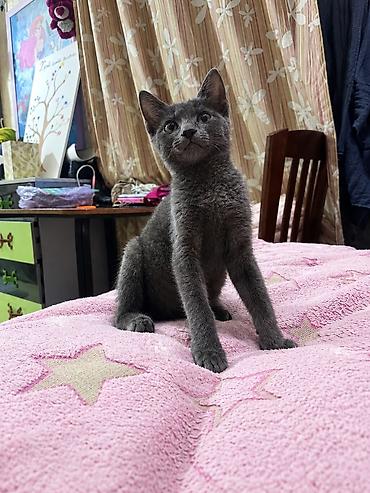 котята черные: Кошка даром: Беспородная, 2 месяца, Мальчик, Метис, Приучена к лотку, Проглистована — 1