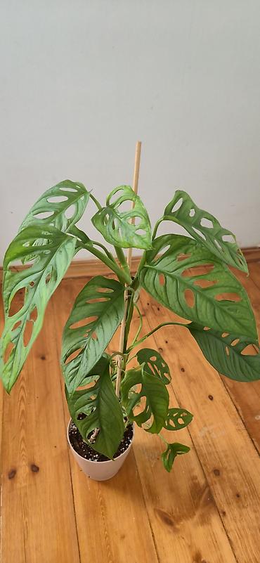 sumuk unu satışı: Monstera adansoni. 2 köklü. Bazar günü metro üstüne çatdırıla biler — 2