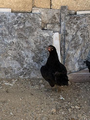 qara toyuq sortu: Məhsul: Qara rəngli yerli toyuqlar Təsvir: - Fotolarda qara tük — 1