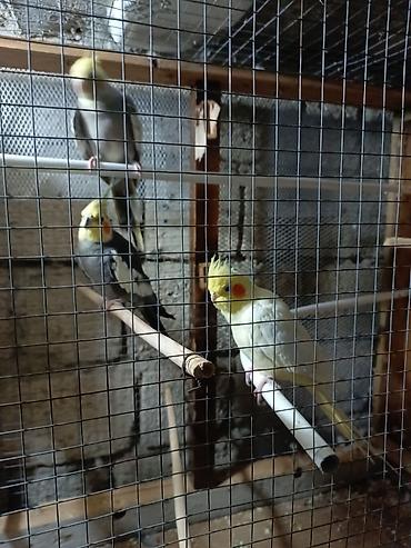 Попугаи: Dovsanla barter olunur bu qusdar kim barter edirse elaqe saxlasin — 1