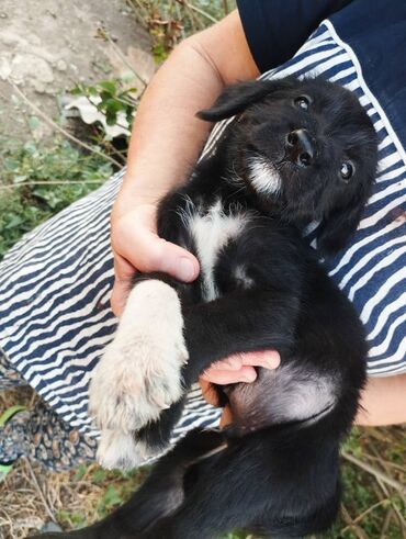 собаки охотничий: 🐕Малыши крепыши🐕 Кому нужны замечательные и абсолютно здоровые щенки 🤪