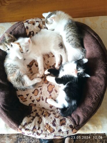 Коты: Продаю котят, 2 месяца, к лотку приучены. Два мальчика и две девочки