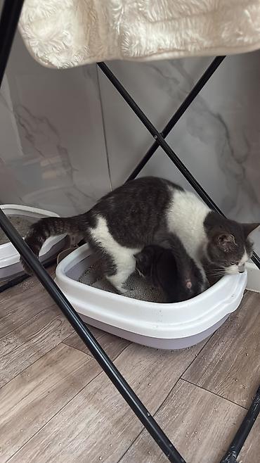 котят ош: Котята домашние, короткошёрстные, окрасы: серо-белый биколор и — 2