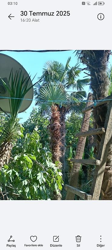 Ağaclar: Təsvir: - Nadir dekorativ xurma ağacları (Trachycarpus tipli, yelpik — 1