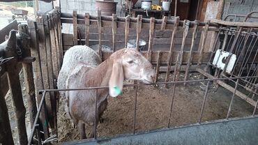 бее сатылат: Сатам | Козу, Кочкор (эркек) | Гиссар, Арашан | Көбөйтүү үчүн | Асыл тукумдуу, Жасалма жол менен боозутуу