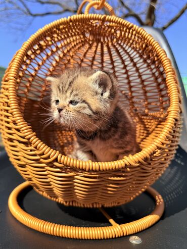 Продажа кошек: Британская короткошёрстная, 1 месяц, Девочка, Золотая шиншилла, Приучена к лотку, Проглистована, С документами — 7