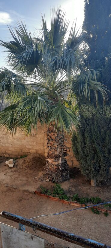 palm angels kofta: 17 illik Vaşington palması.Çıxarılıb aparılması qiymətə daxil deyil
