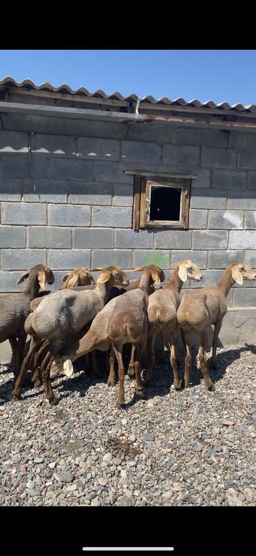 трава для животных: Продаю | Овца (самка) | Арашан | Для разведения | Племенные