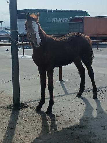 Лошади, кони: Продаю | Жеребенок | Рабочий — 4